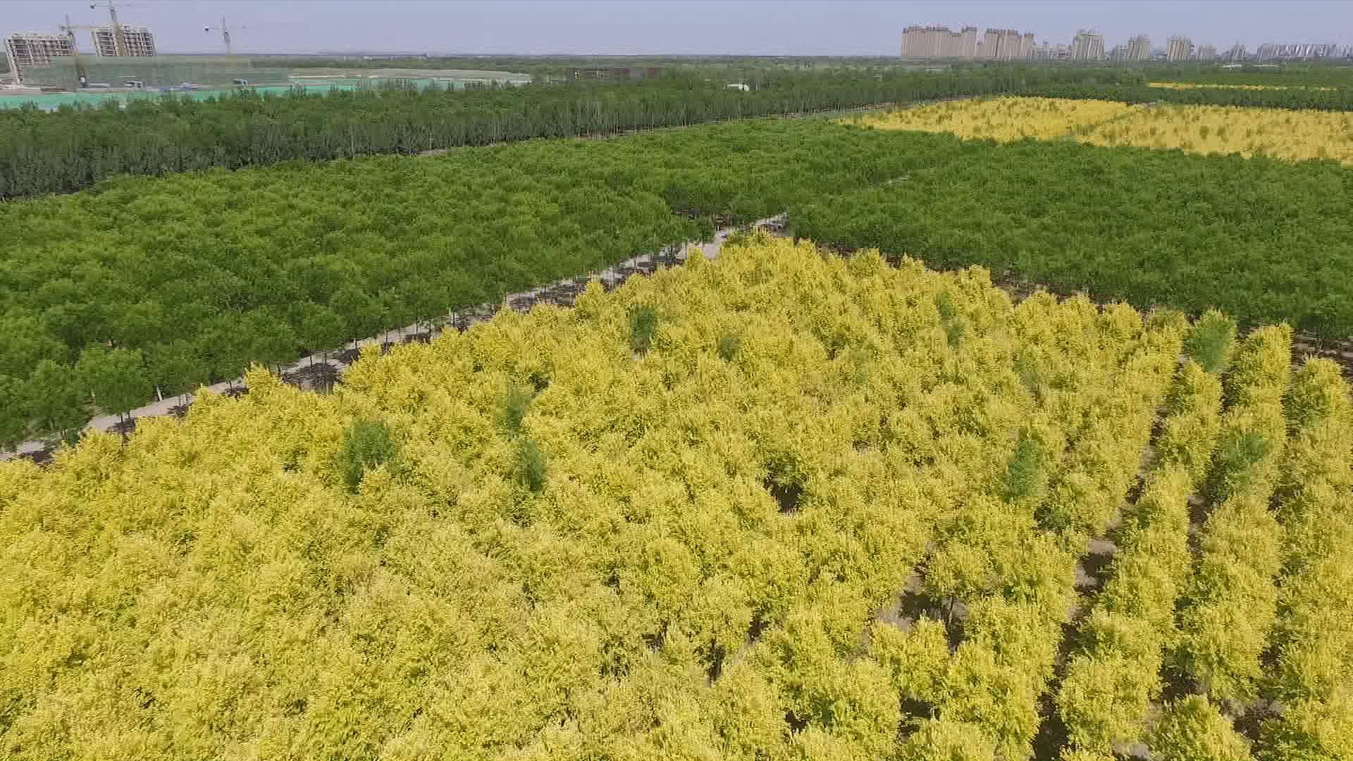 天津東麗湖最新規(guī)劃，塑造未來(lái)生態(tài)宜居典范之城