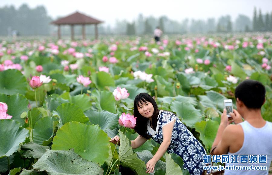 江西蓮花最新新聞報道概覽