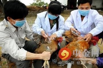 全球關注H7N9禽流感最新疫情及應對策略