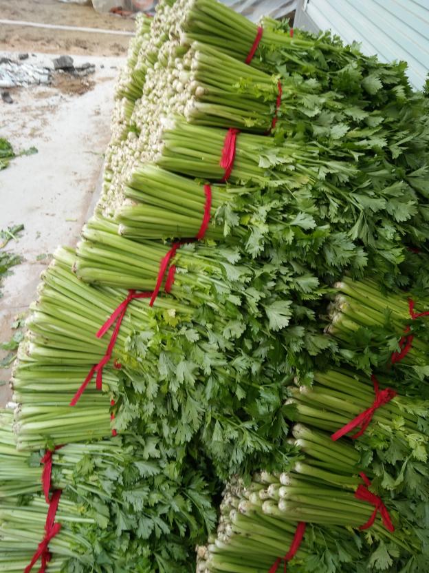 沂南芹菜價格動態(tài)分析與趨勢預(yù)測