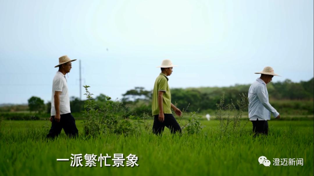 澄邁最新規(guī)劃，引領(lǐng)城市發(fā)展的藍(lán)圖展望