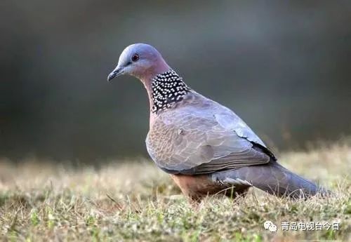 彈弓斑鳩最新探索，自然與技能的完美融合視頻欣賞